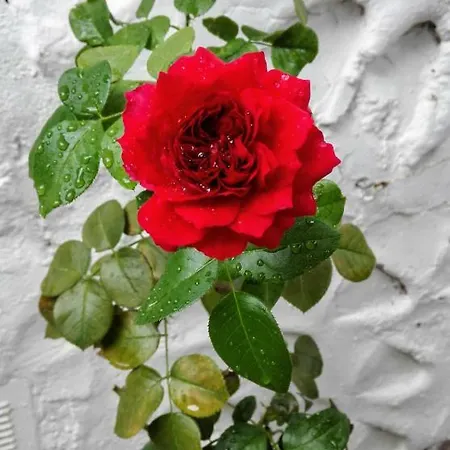 Ca Bellavista Nyaraló Vega de San Mateo